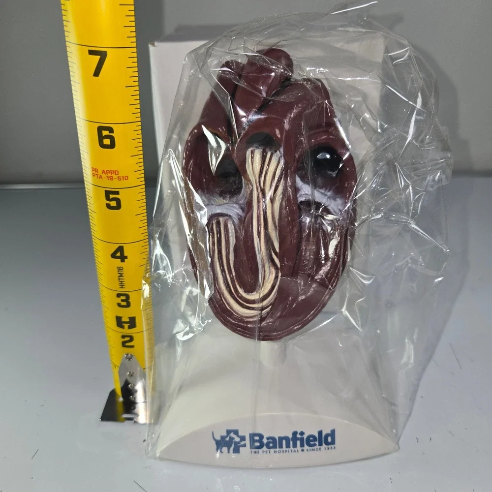 Banfield Heart Model Anatomical Model with Labels Veterinary Dog‎ Cat